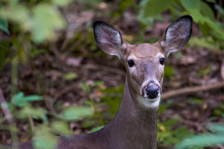 Accessibility for events: your views