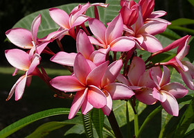 Singapore Frangipani