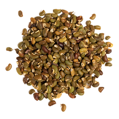 Cyclopia spp Seed.png