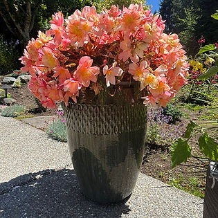 begonia.jpeg