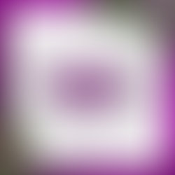 FAMILY THREE: JOHNSON