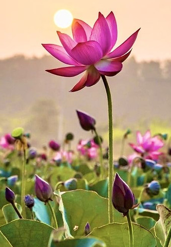 Lotus flower.jpg