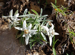 Edelweiss