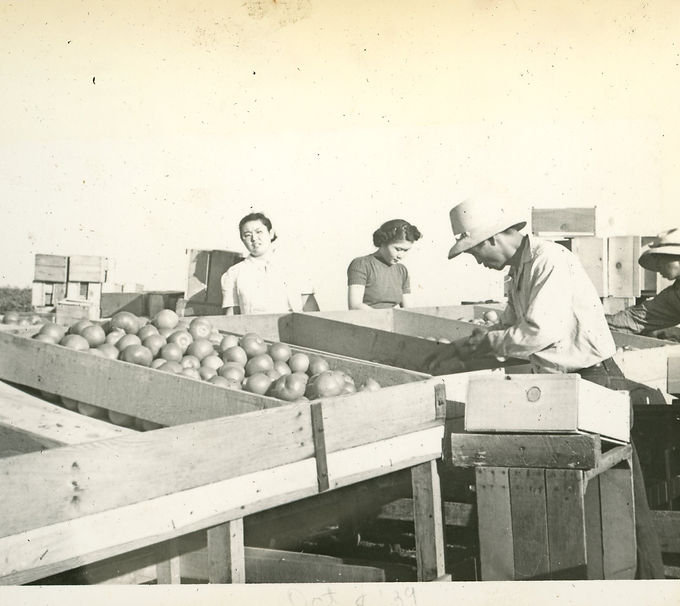 Film_010_Ota_Flat Green Album_Tomato packing and sorting_10.8.1939.jpg