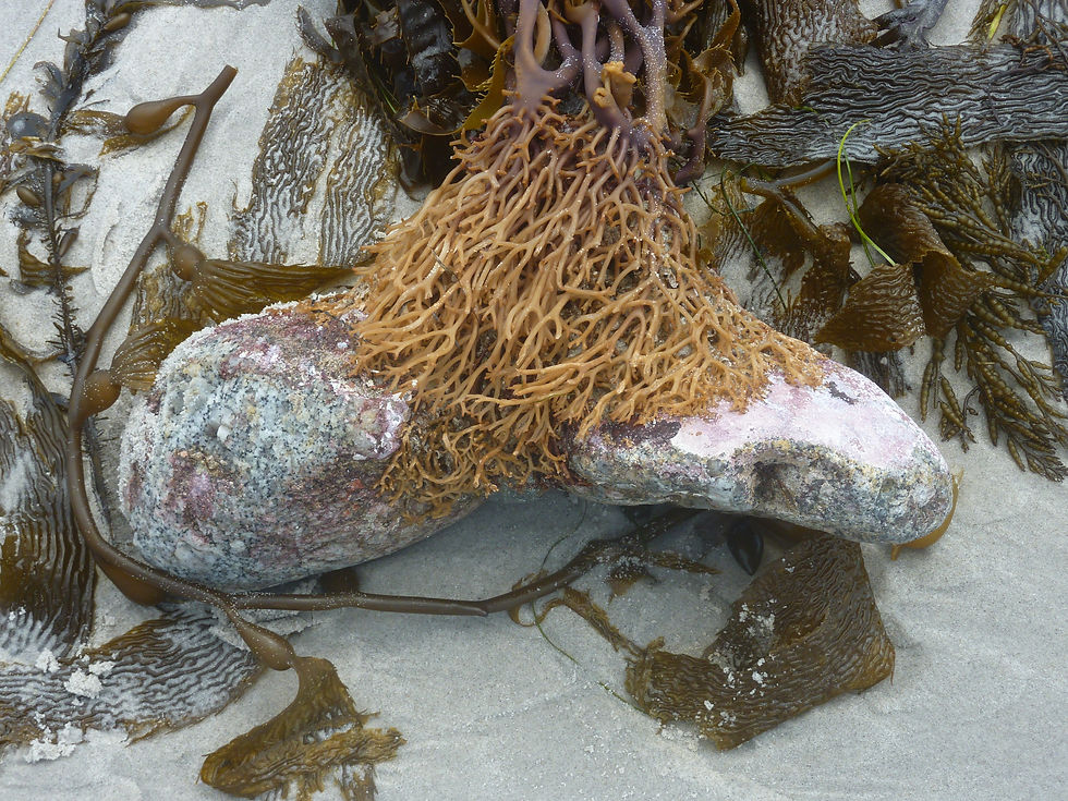 KELP ROOT