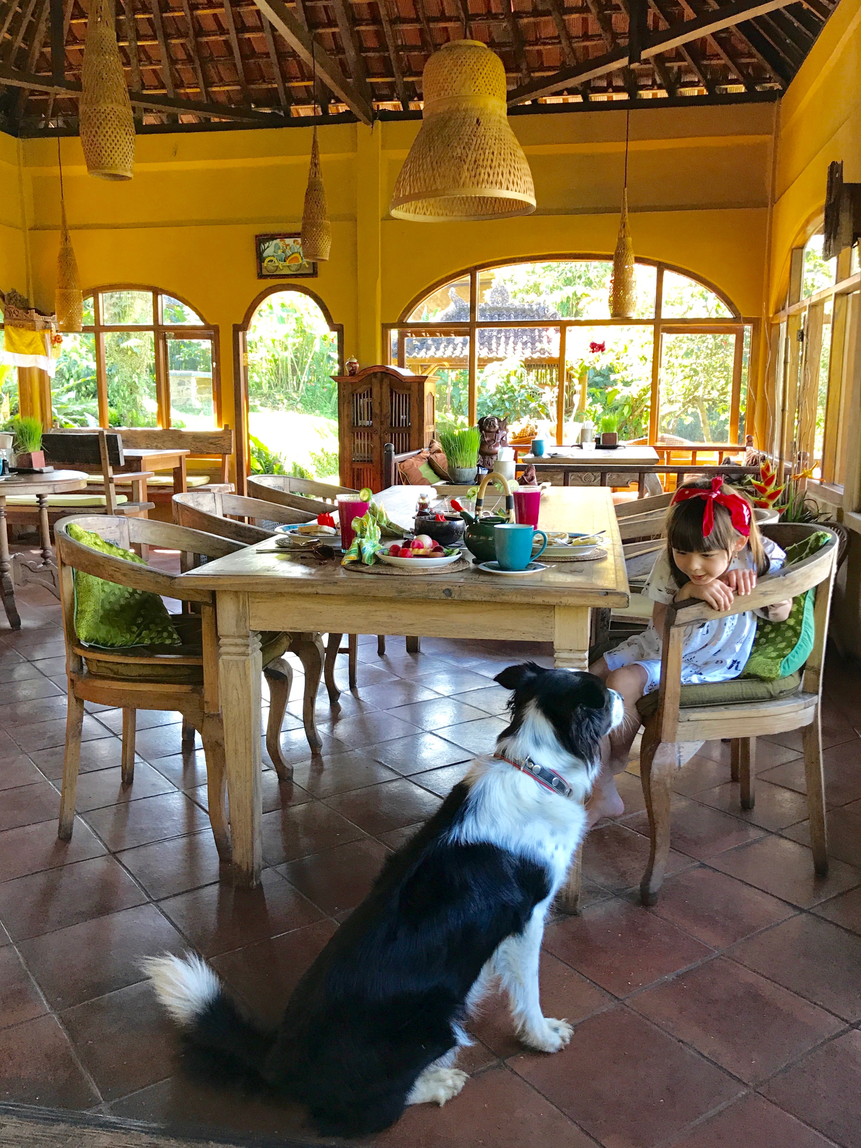 Make Friends with 'Sassi' our Border Collie