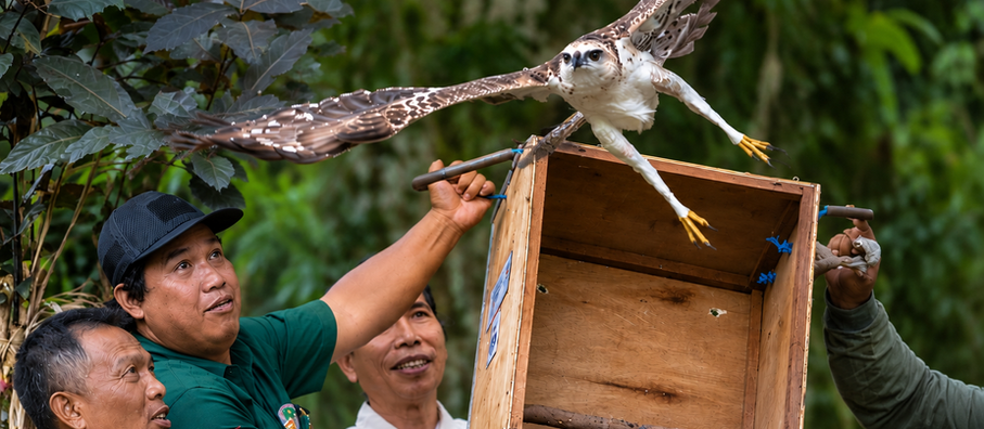Changable Hawk eagle release into the Batukaru rainforest, Sarinbuana Eco Lodge with FNPF staff