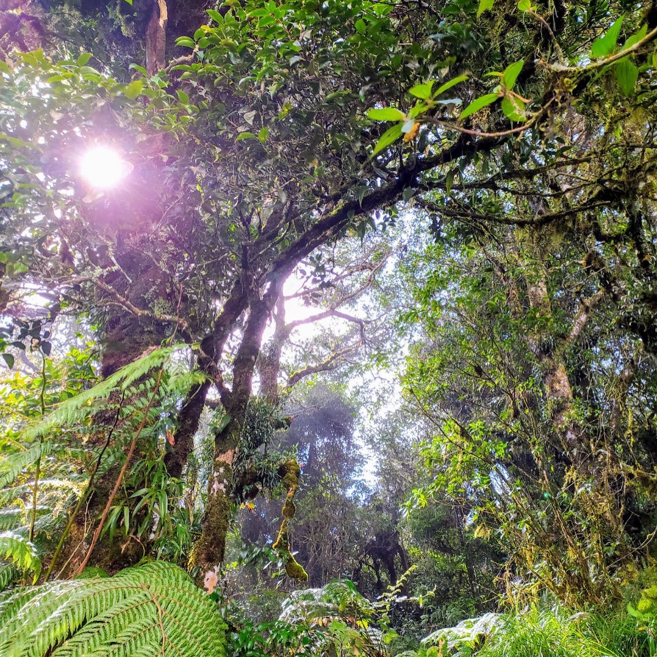 Rainforest trek 3-5 hrs