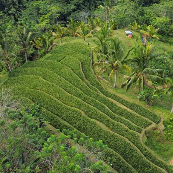 Balinese farmland