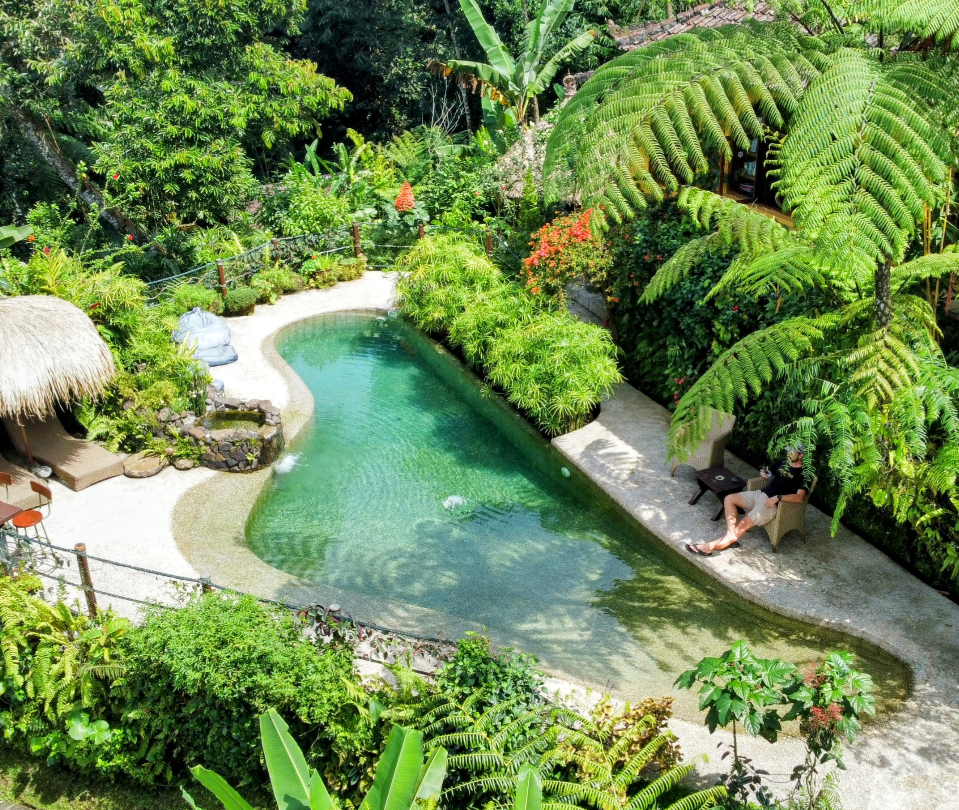 The natural swimming pool from above, a curving pool with a pale beach entry set among tree ferns, palms and dense planting, with a thatched roof at its edge.