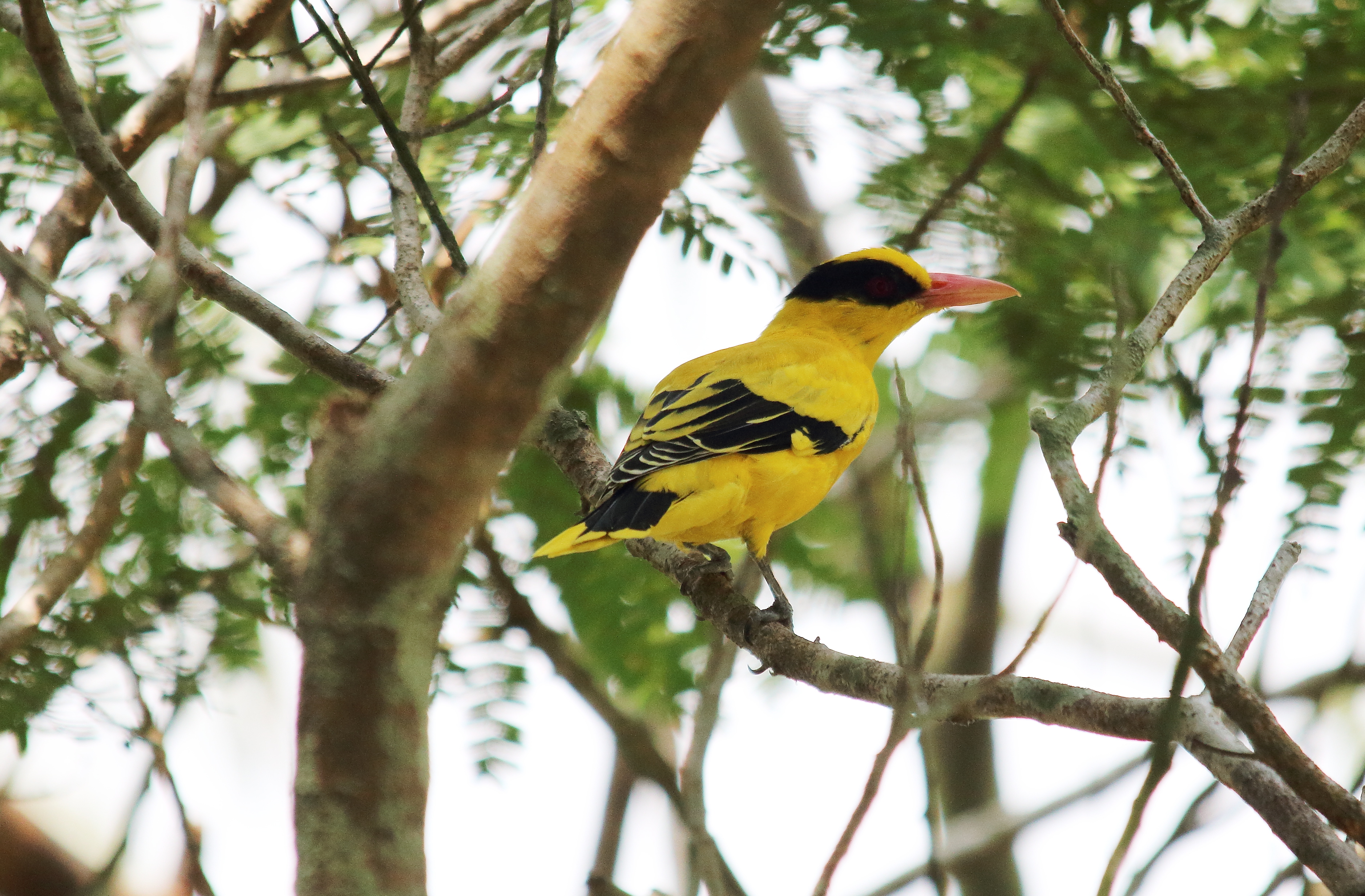 Great Bird Watching from your Bungalow