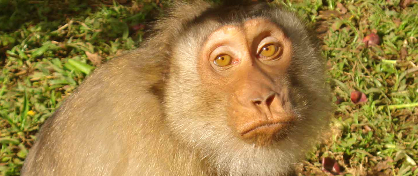 Meet (Rescued Monkeys) Lilly & Rose