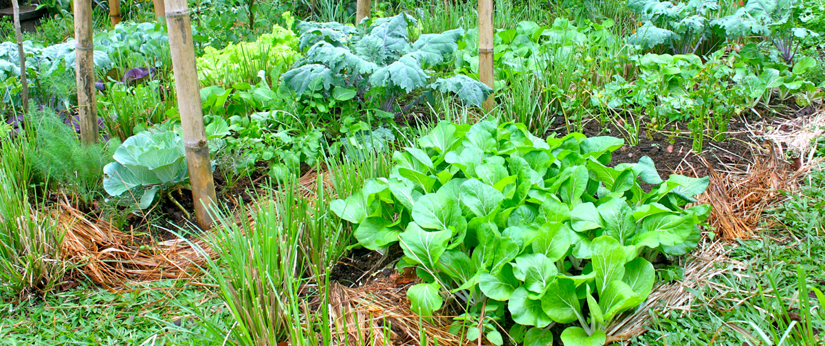 Take a Free Tour in our Organic Permaculture Gardens