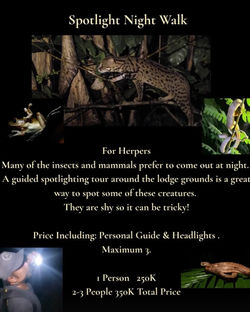 Night walk for herpers