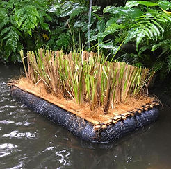 Vetiver Raft 75 x 50 Nov 2020.jpeg