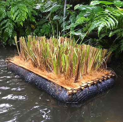 Vetiver Raft 75 x 50 Nov 2020.jpeg