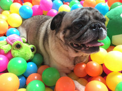 Elis puppy hotel madrid