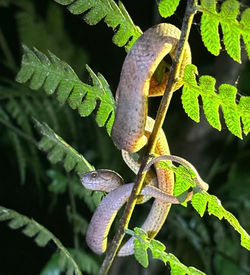 Keeled slug eating snake