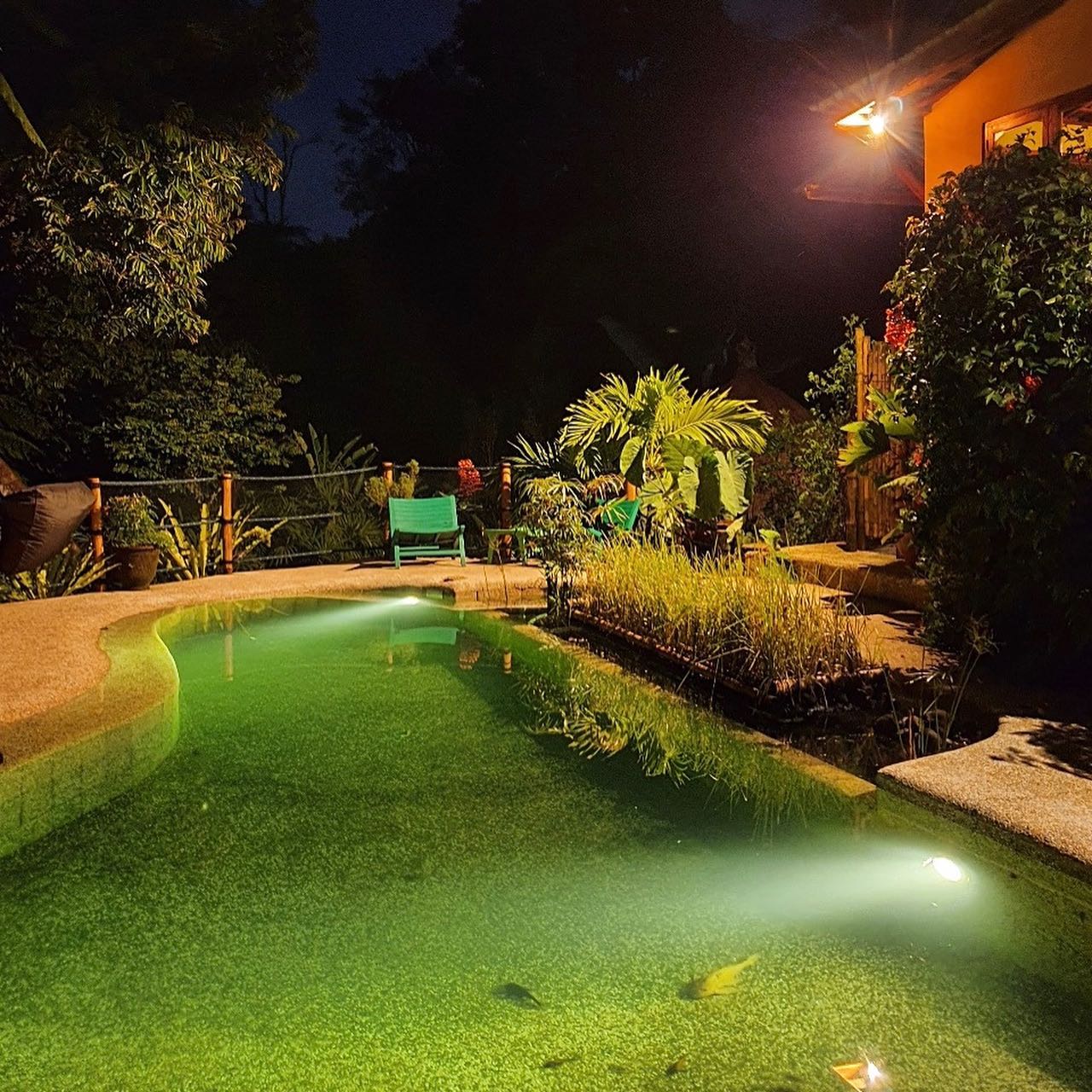 watch the fish at night cleaning our natural pool