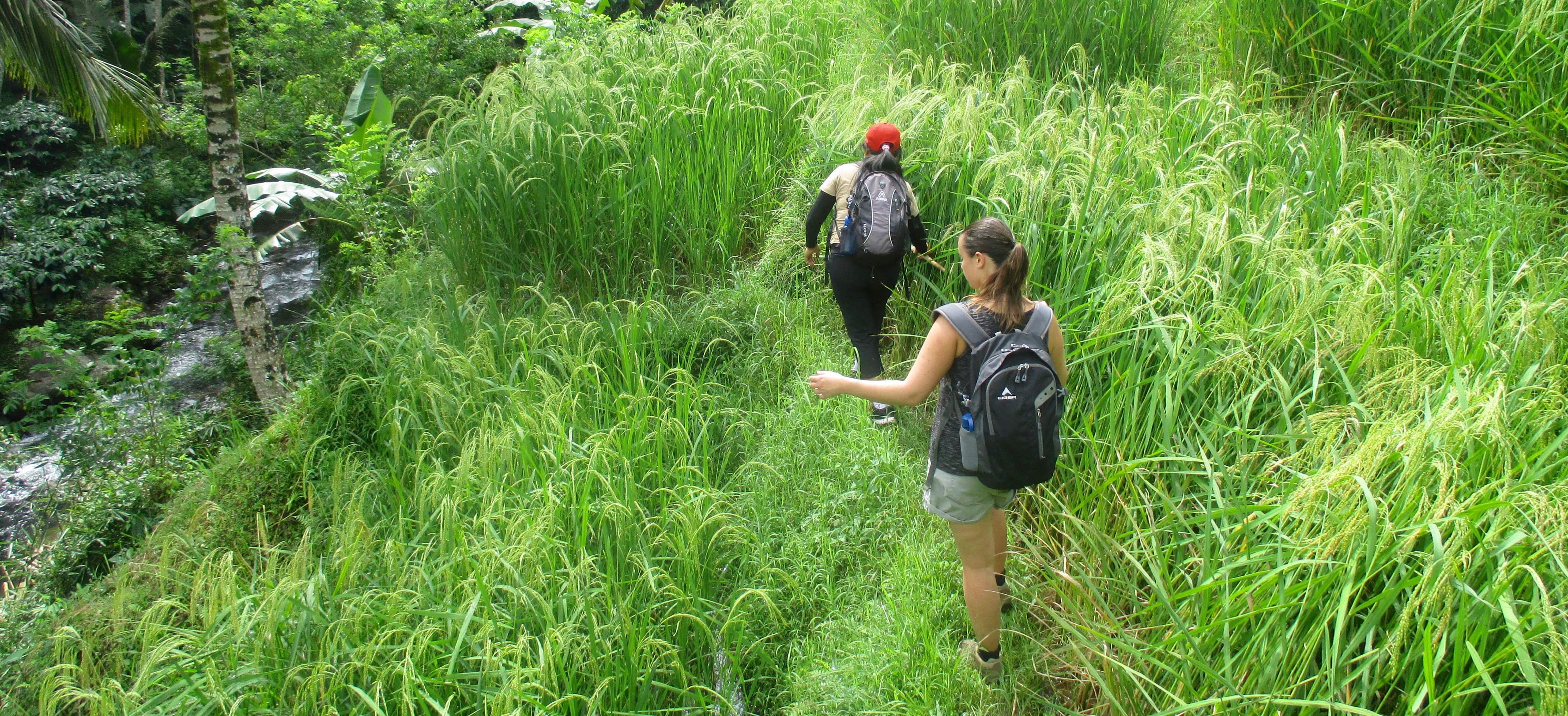 3 hour Treks through Rice Paddies & Food Forests