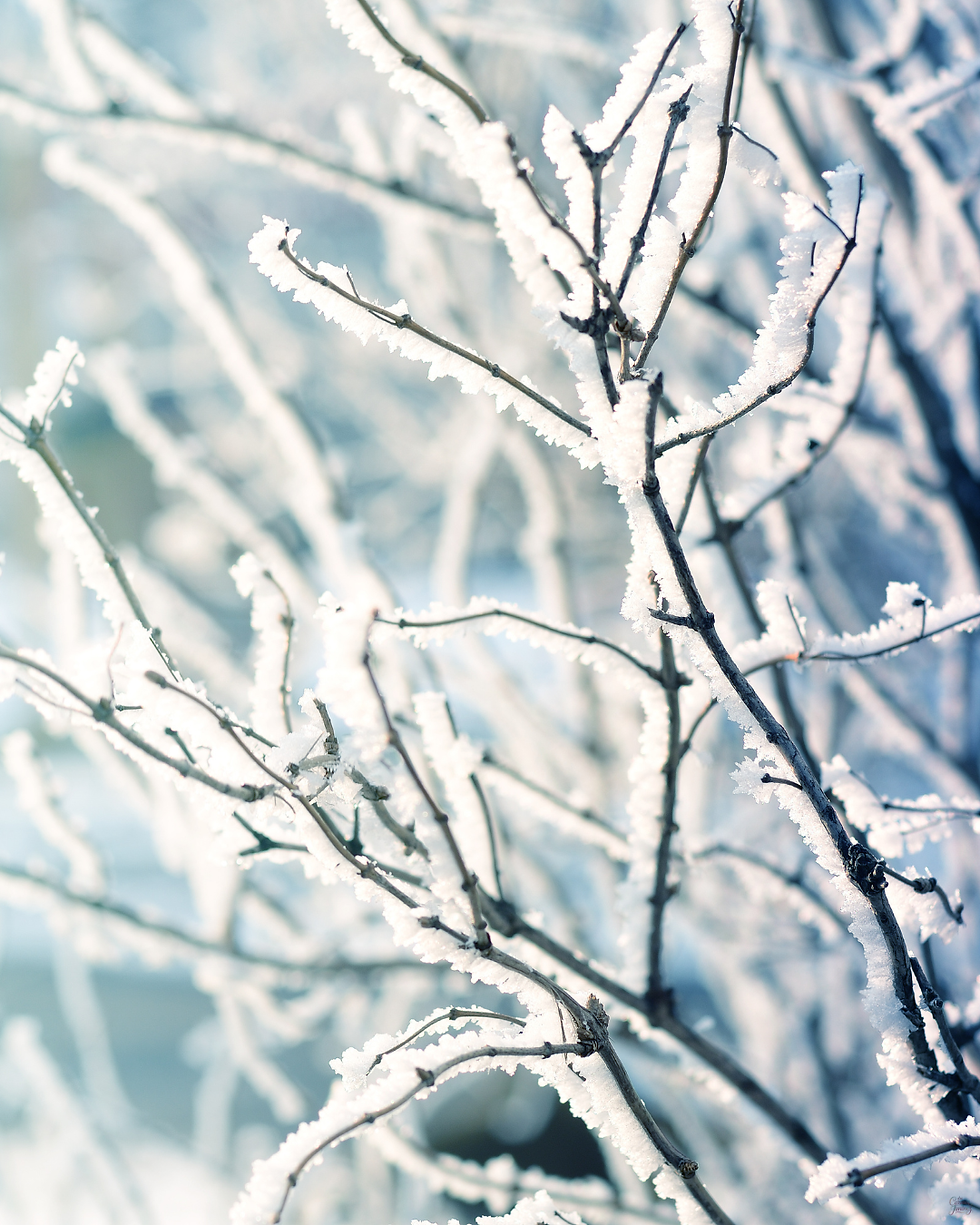 Winter Medicine: Strengthen the Physical Roots