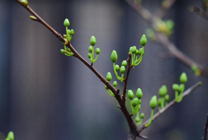 Mentalidad primaveral: Clarificando la visión y la dirección