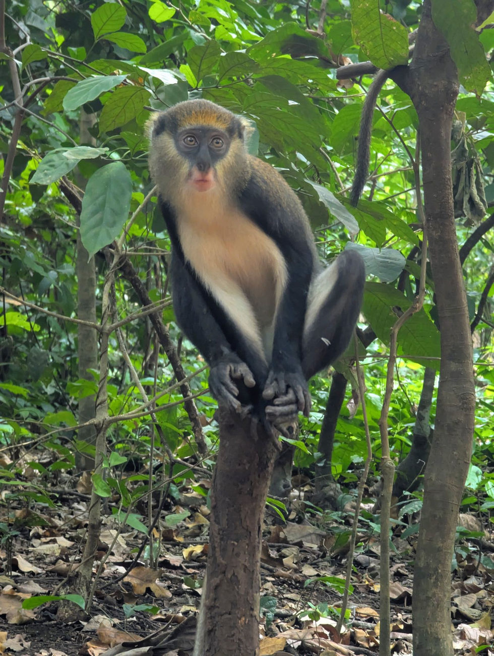 Mona monkey perched in a tree at Boabeng-Fiema Sanctuary