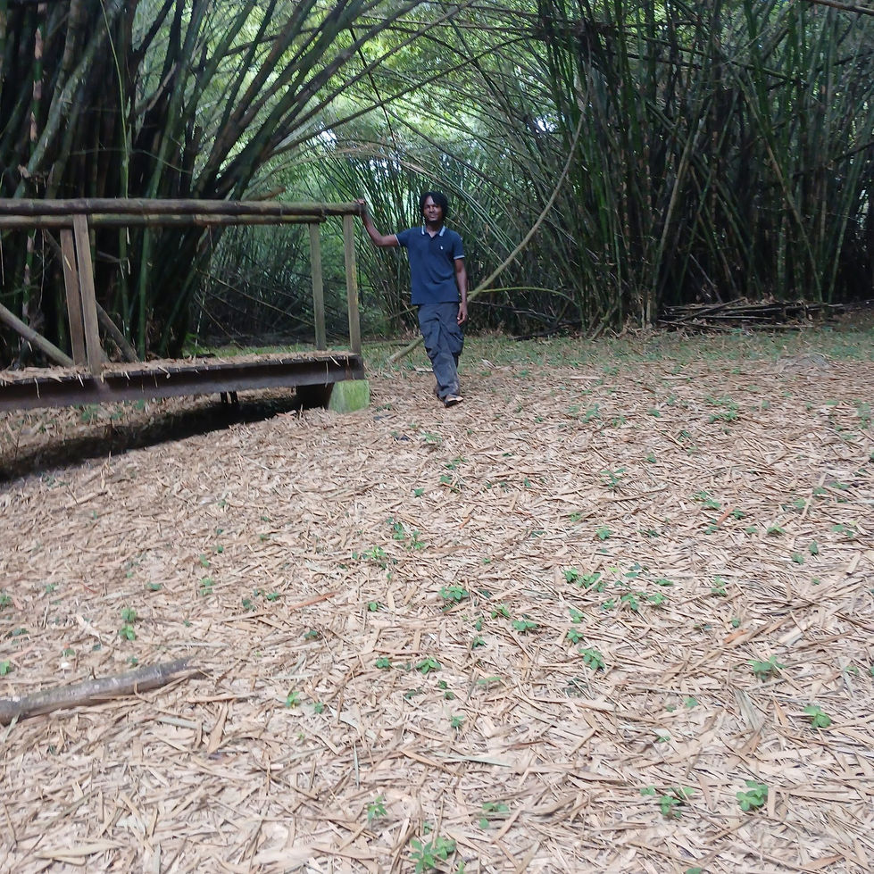 Bamboo forest trail in Ankasa Conservation Area