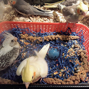 Cockatiel Foraging
