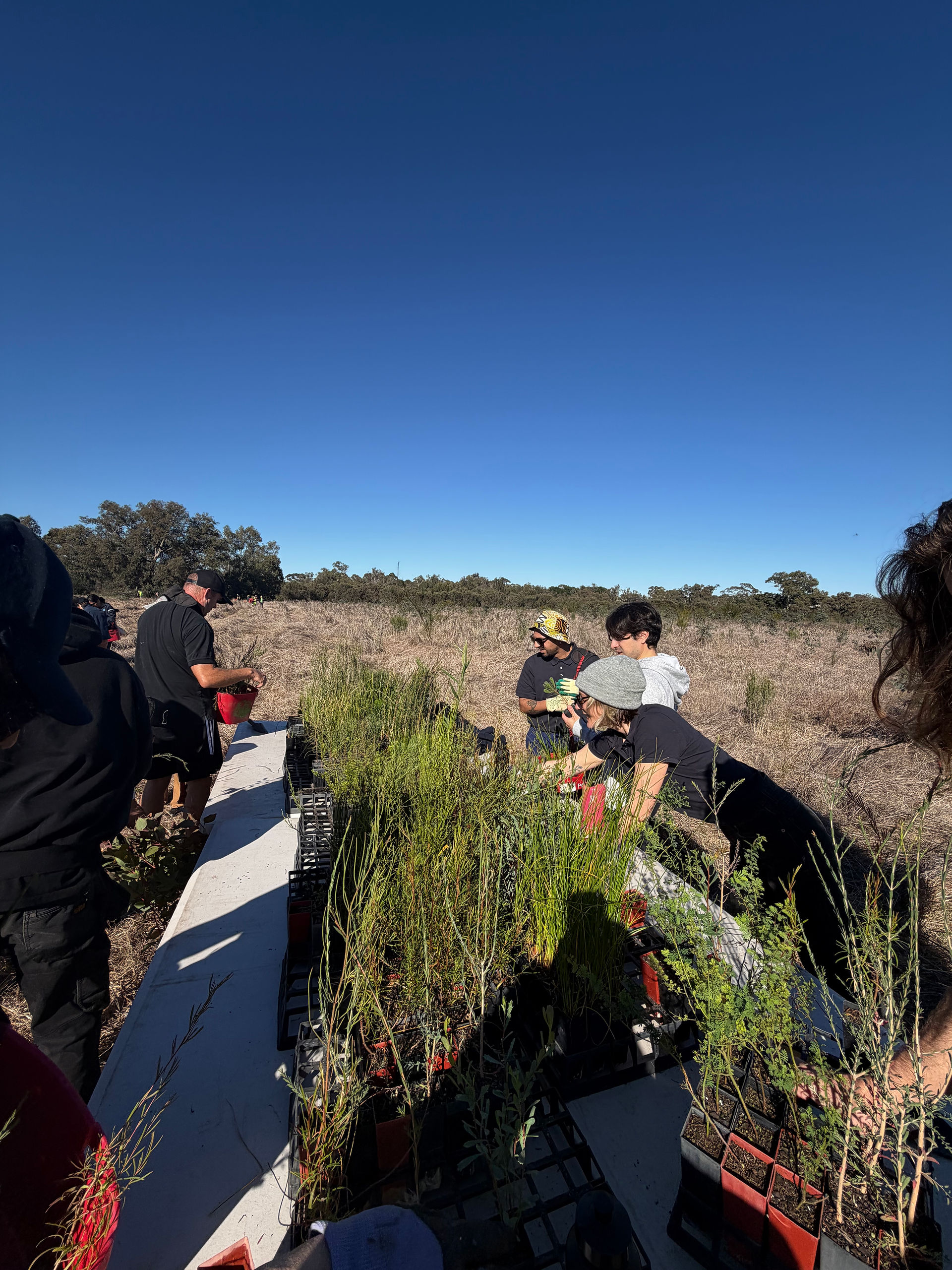 Volunteer tee planting with Trillion Trees