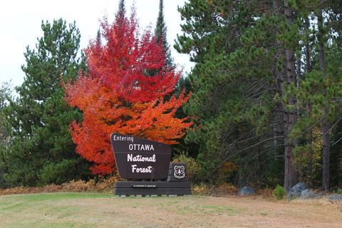 Fall Colors in the Ottaway National Forest