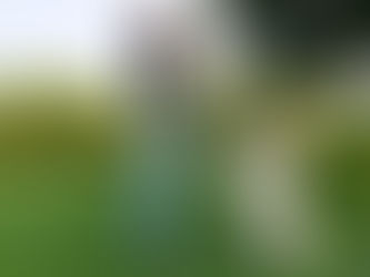 Dog Obedience Training Mornington