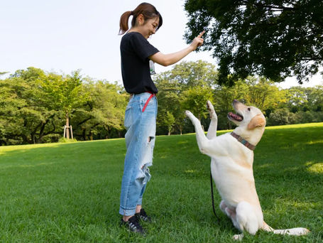 Dog Obedience Training Mornington