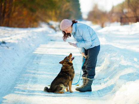 Understanding the Role of Doggy Bootcamp in Creating Healthier, Happier Dogs