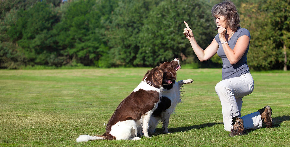 dog trainers melbourne