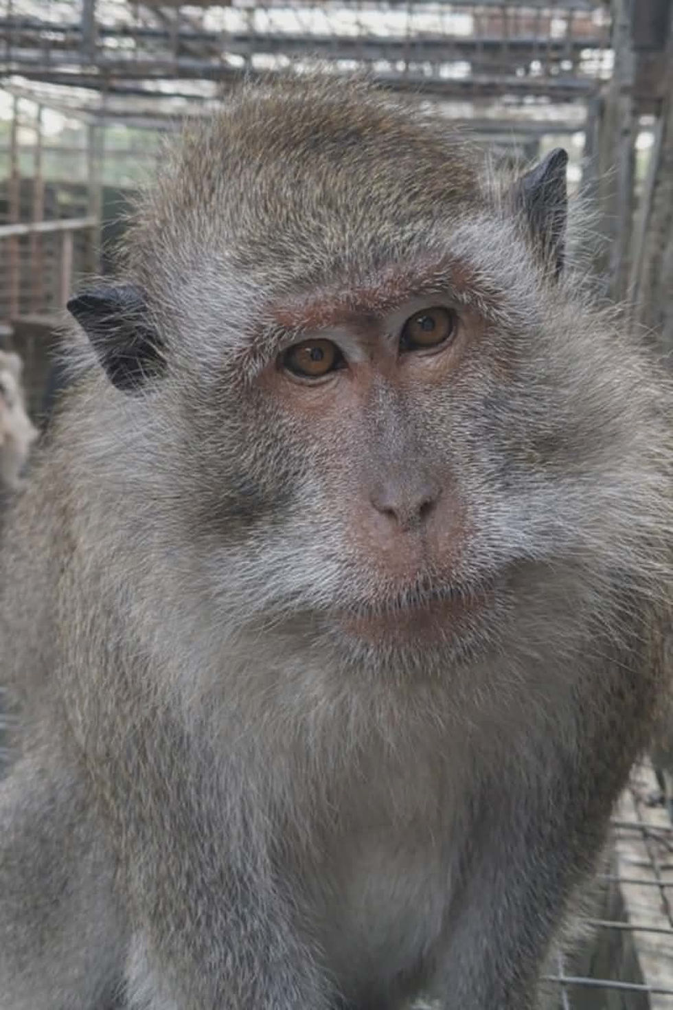 Are Macaques Dangerous? 