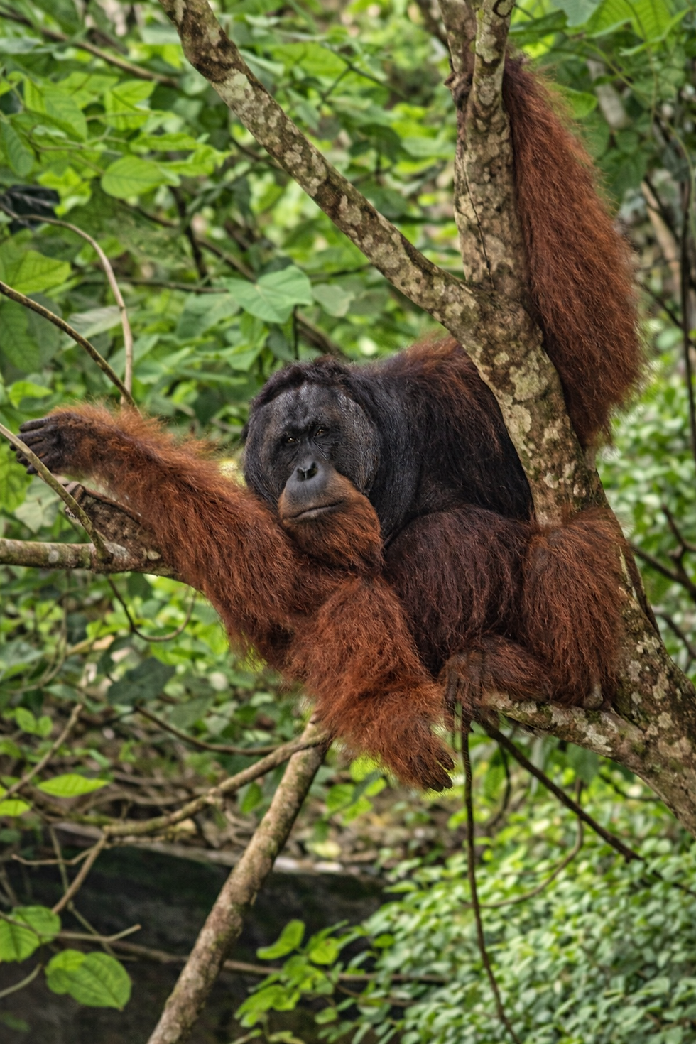 Orangutan Conservation in Sumatra: Why Each One Wild Is Changing Direction