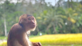 Mary Jane enjoying peace at Bali Monkey Rescue