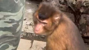 Thirteen Years in Chains: Mary-Jane and Samson’s Story