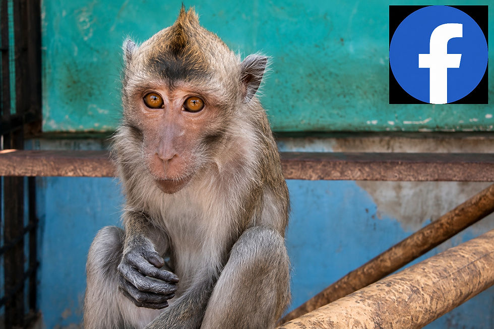 FIRST STEP… WE’RE BACK ON FACEBOOK 🐒