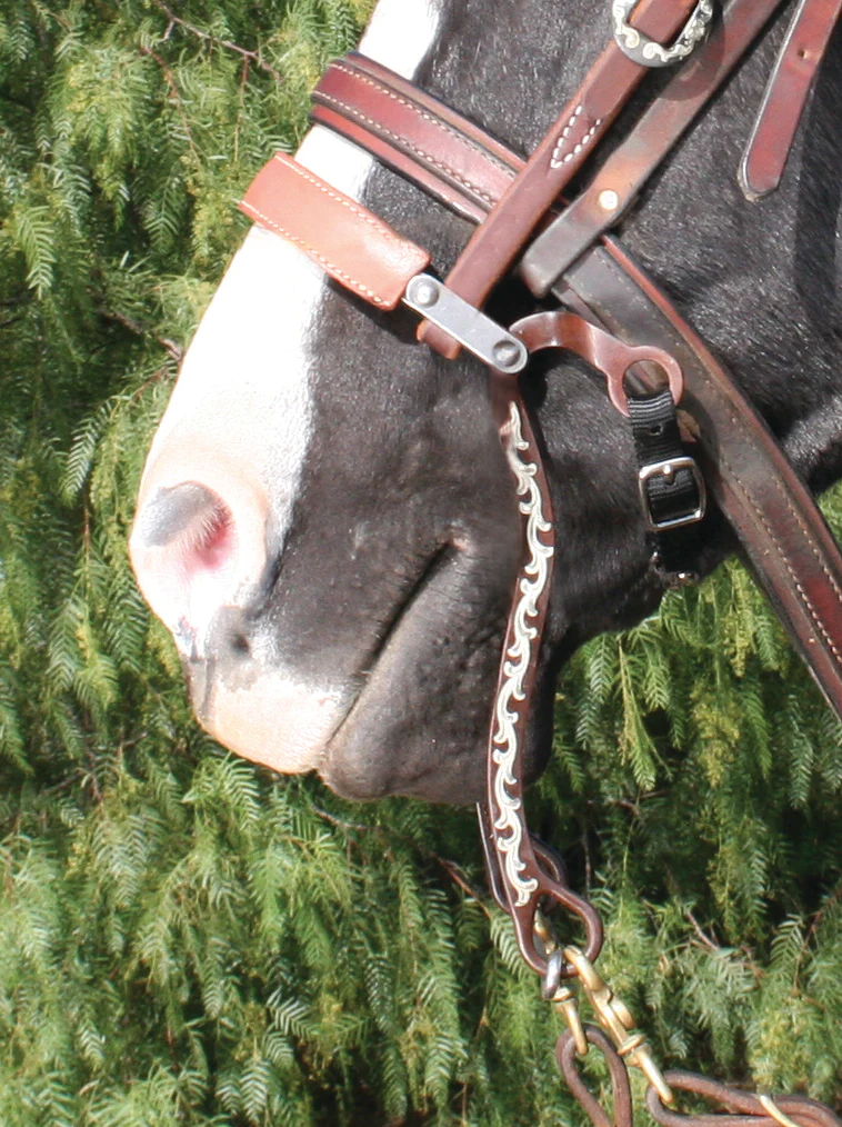 mechanical hackamore