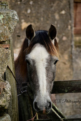 Horse Poetry: The Six Senses of Horsemanship - Sound