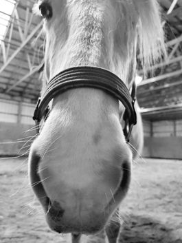 A Horse's Nose Knows