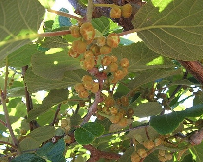 Golden Kiwifruit