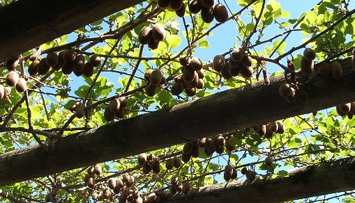 Kiwifruit Orchard, Tauranga, New Zealnd