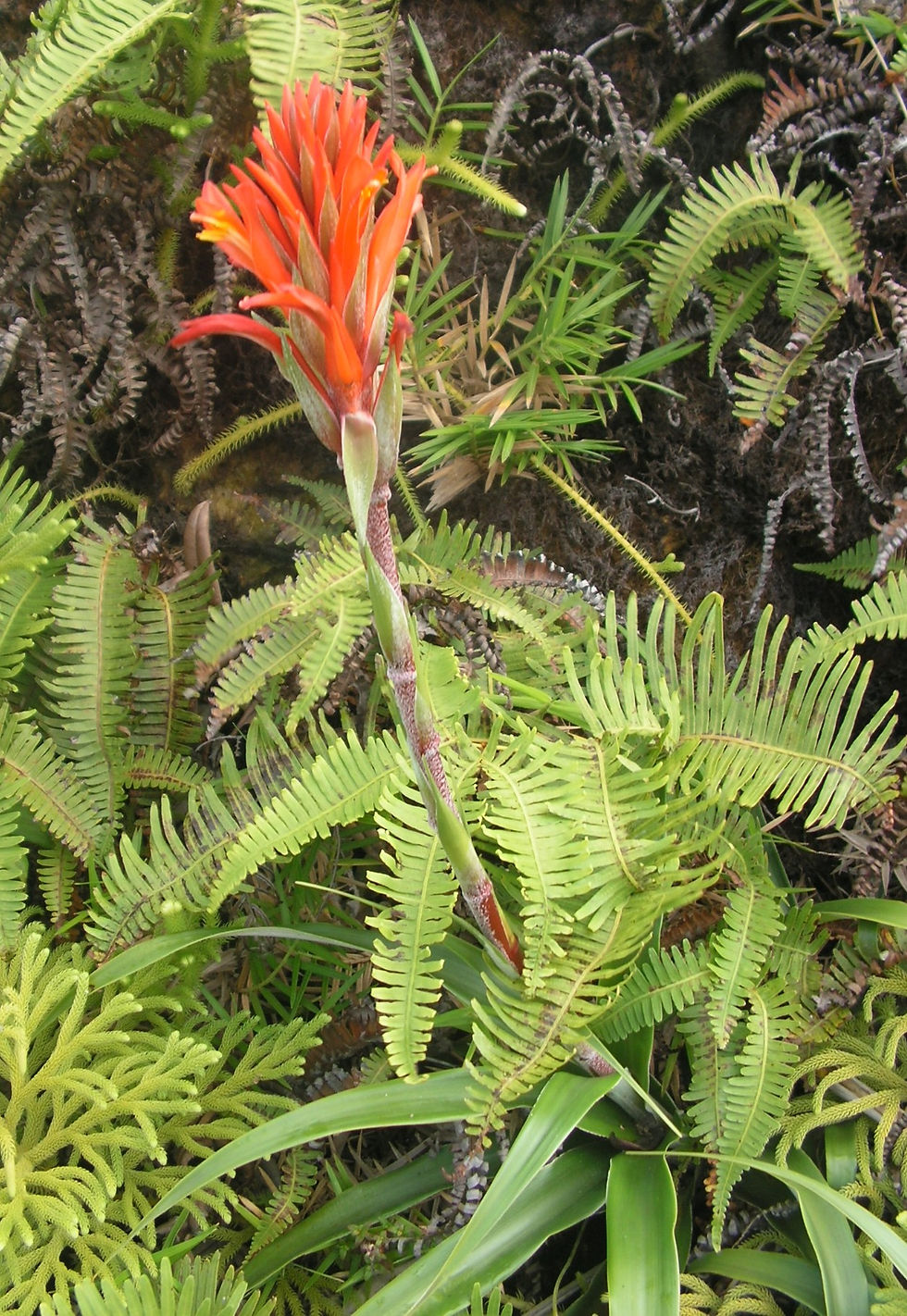 Pitcairnia bifrons - inflorescence