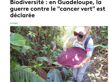 un article alerte sur cette plante très invasive, qui en Guadeloupe doit être éradiquée uniquement à la main et selon un protocole très strict .