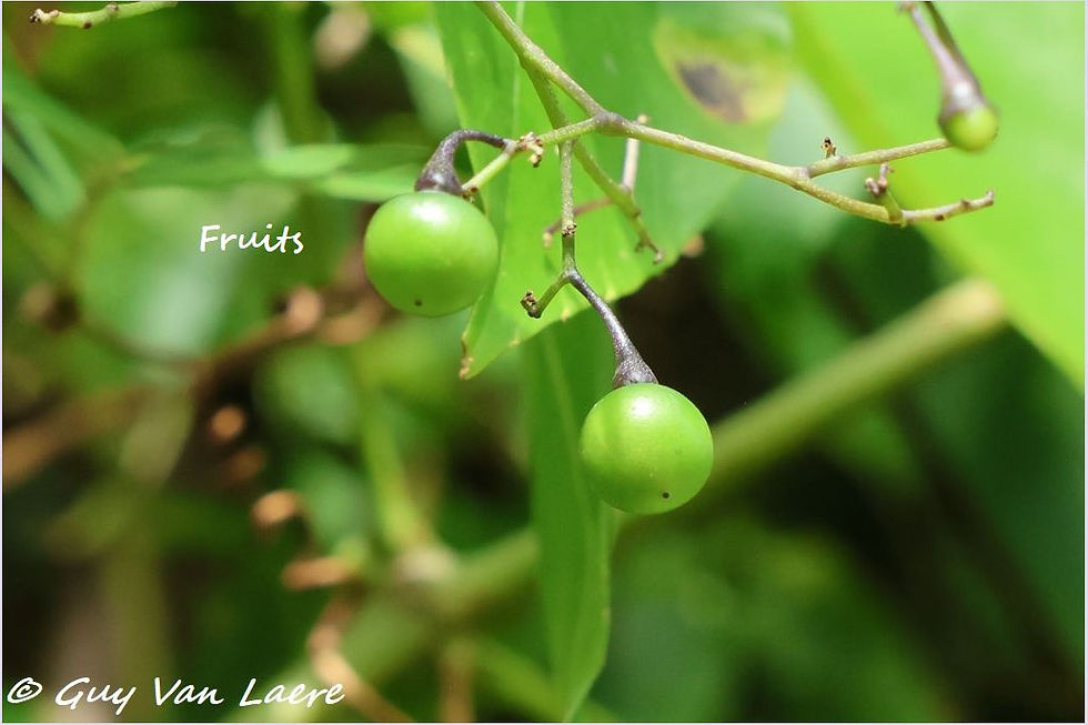 Bois bracelet fruit