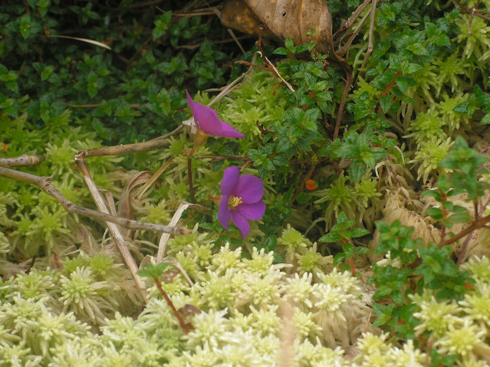 Tibouchina ornata dans la sphaigne