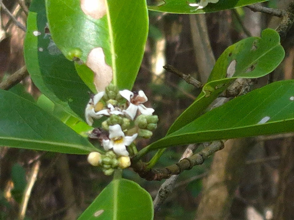 Avicennia germinans - Palétuvier noir (fleurs - feuilles) - Photo Alain Chauchoy